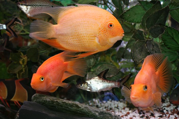 10: Fish ｜ 31：動物ランド（Animal Land)