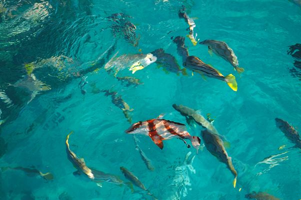 47: Fish ｜ 30：物語3（Stories3）